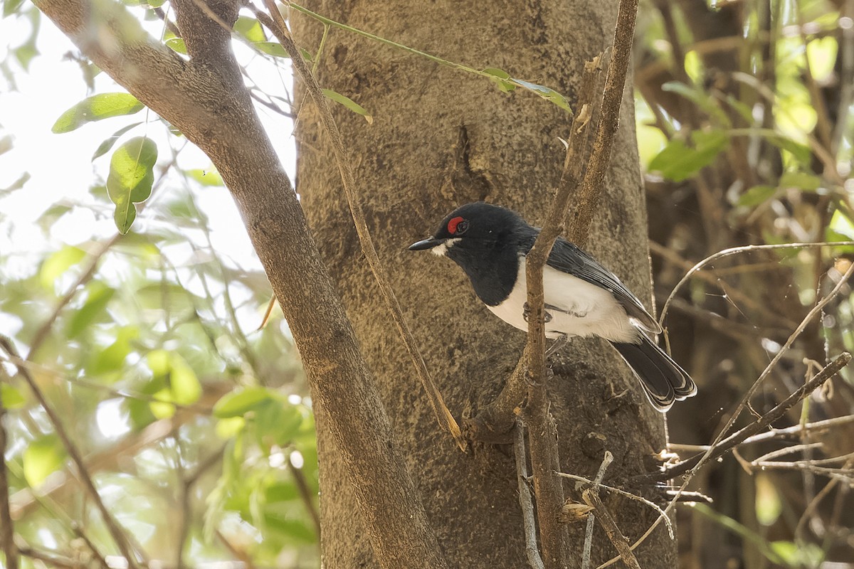 Black-throated Wattle-eye - ML617297147