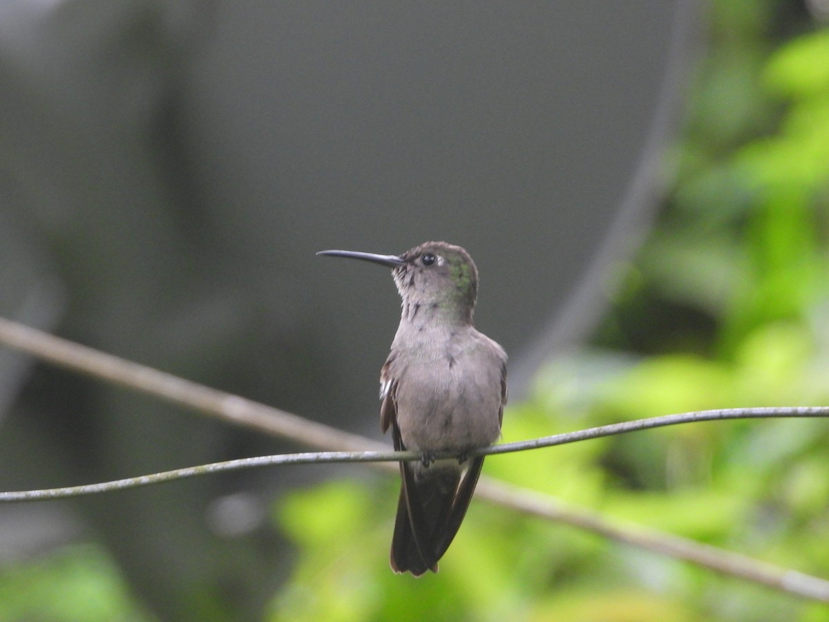 Sombre Hummingbird - AC Verbeek