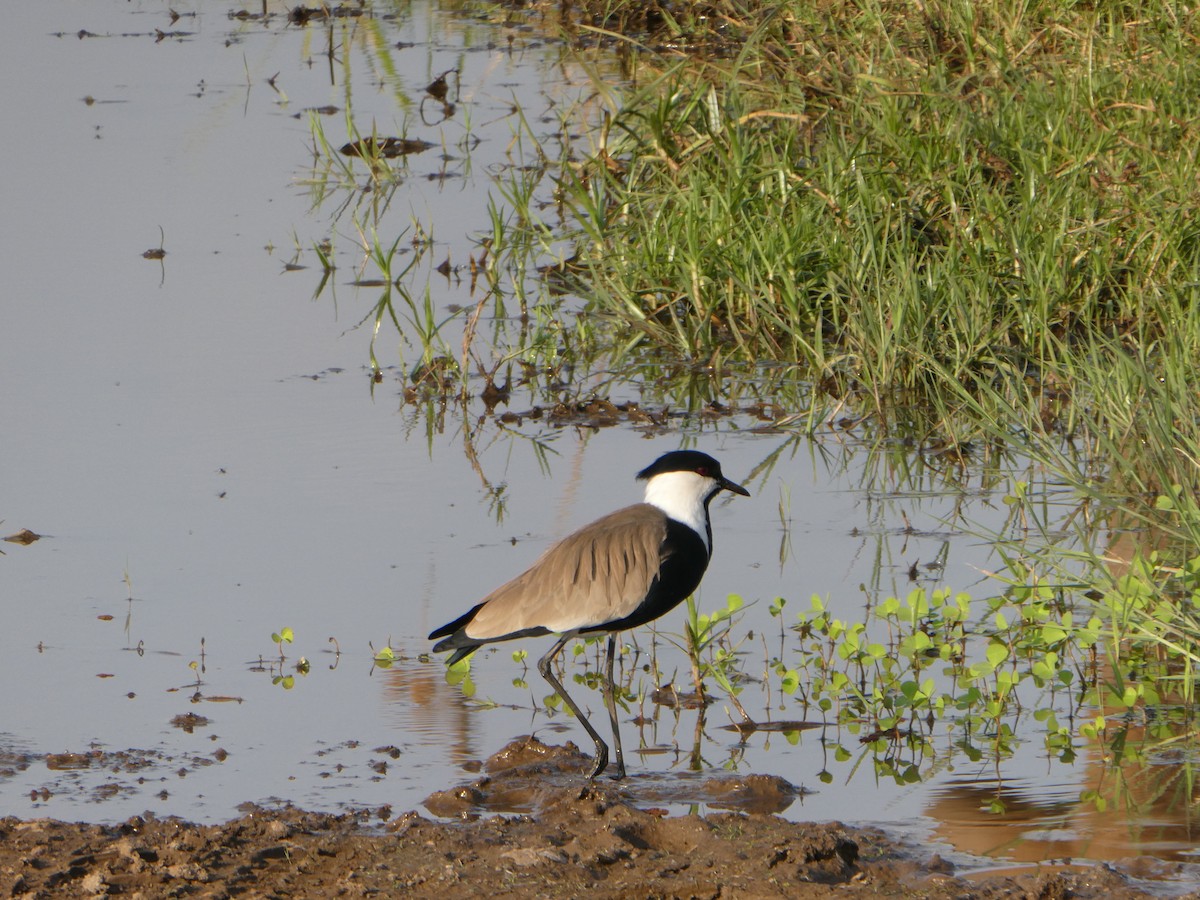 Spur-winged Lapwing - ML617297191