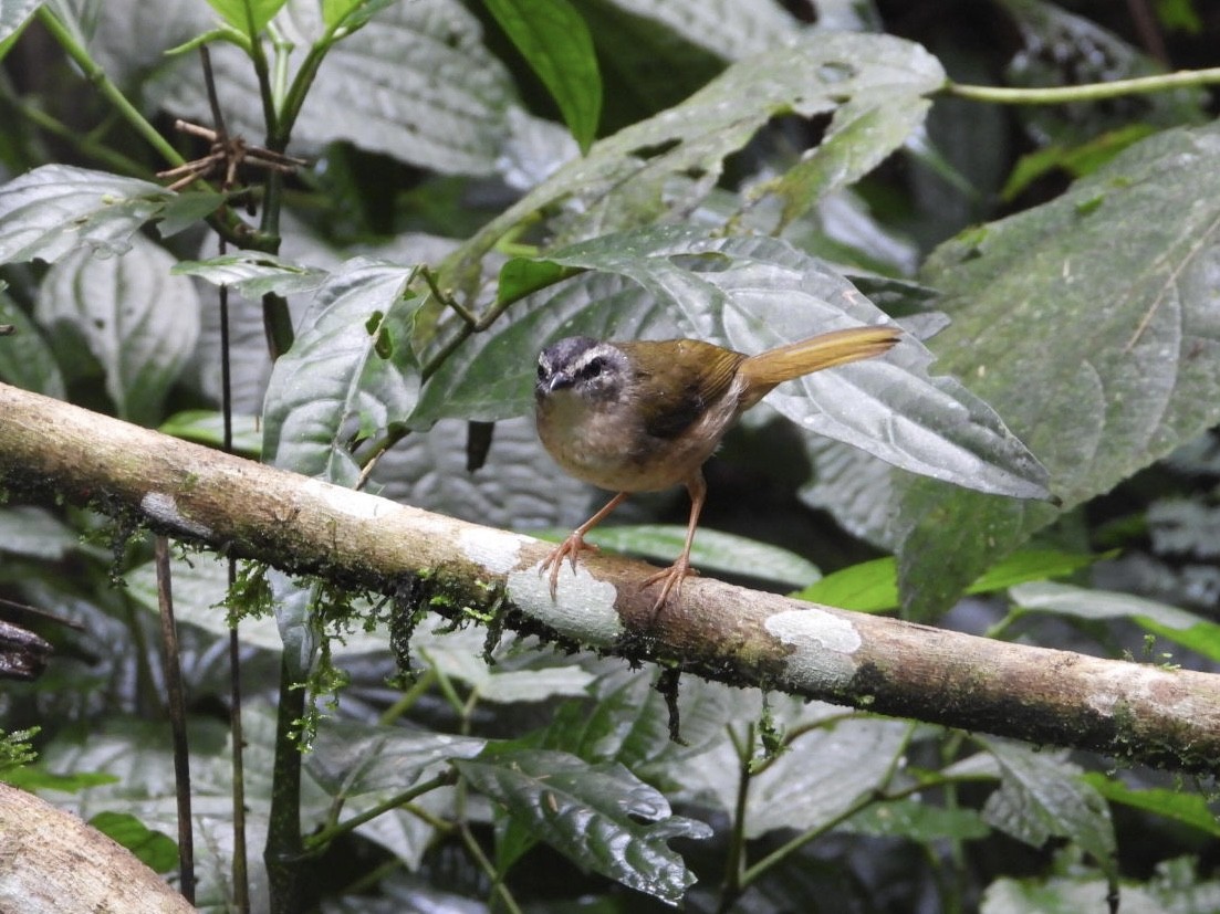 Riverbank Warbler - AC Verbeek