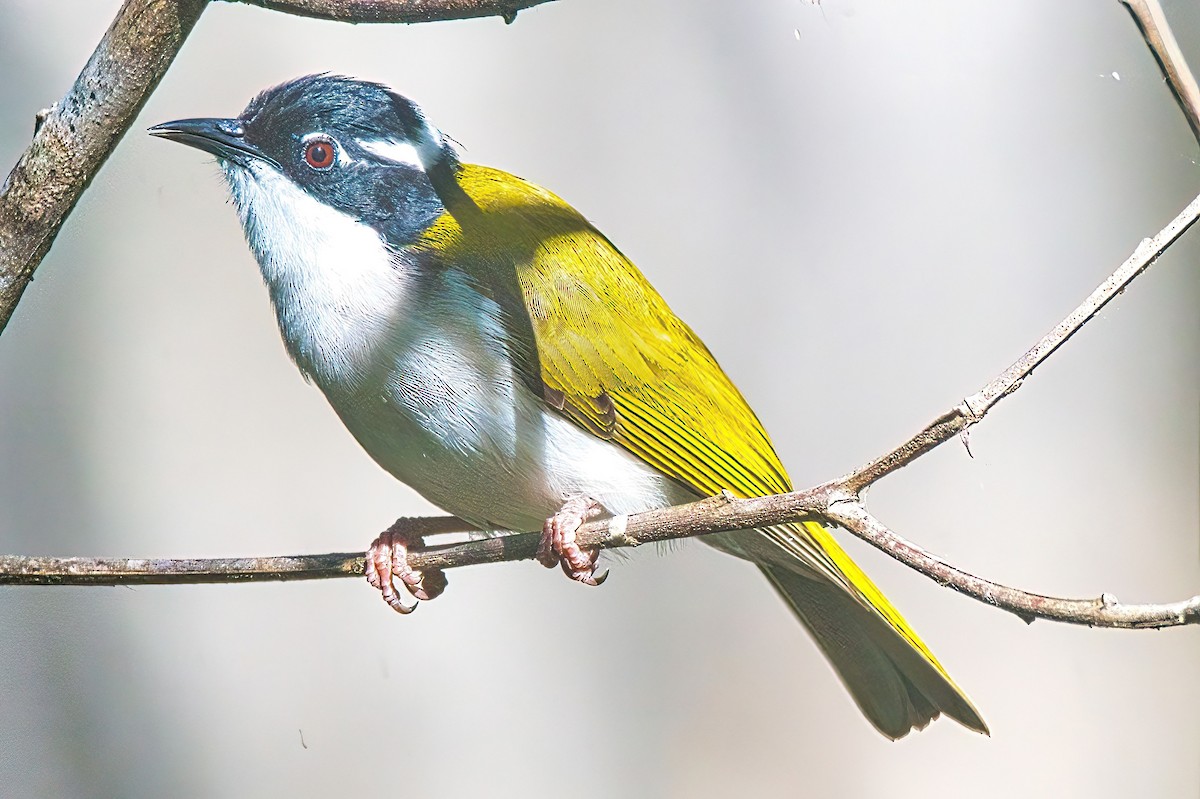 White-throated Honeyeater - ML617297199