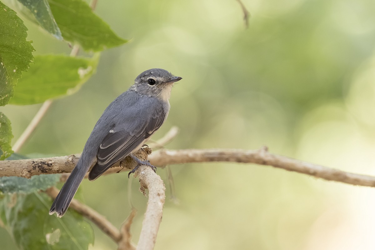 Ashy Flycatcher - ML617297207