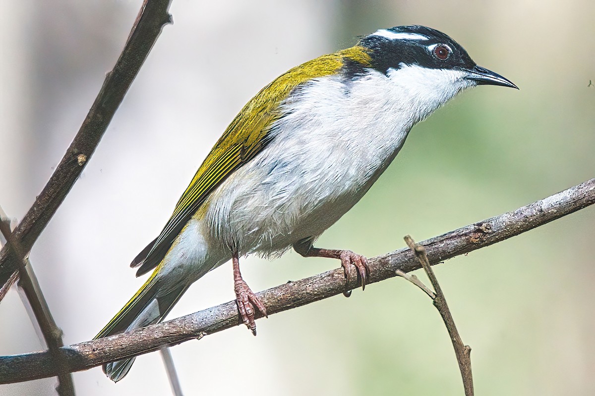 White-throated Honeyeater - ML617297267