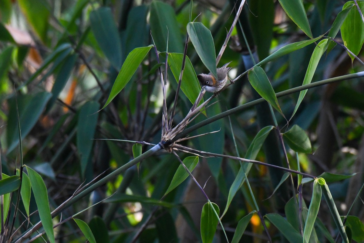 Whiskered Yuhina - ML617297307