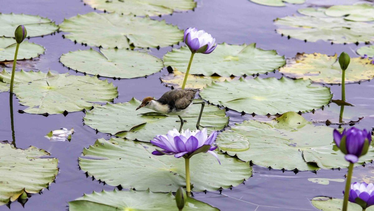 Jacana à crête - ML617297344