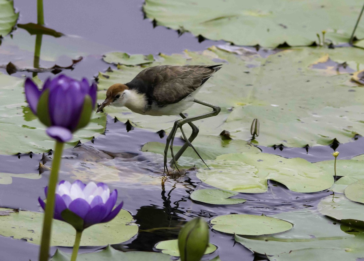 Comb-crested Jacana - ML617297345