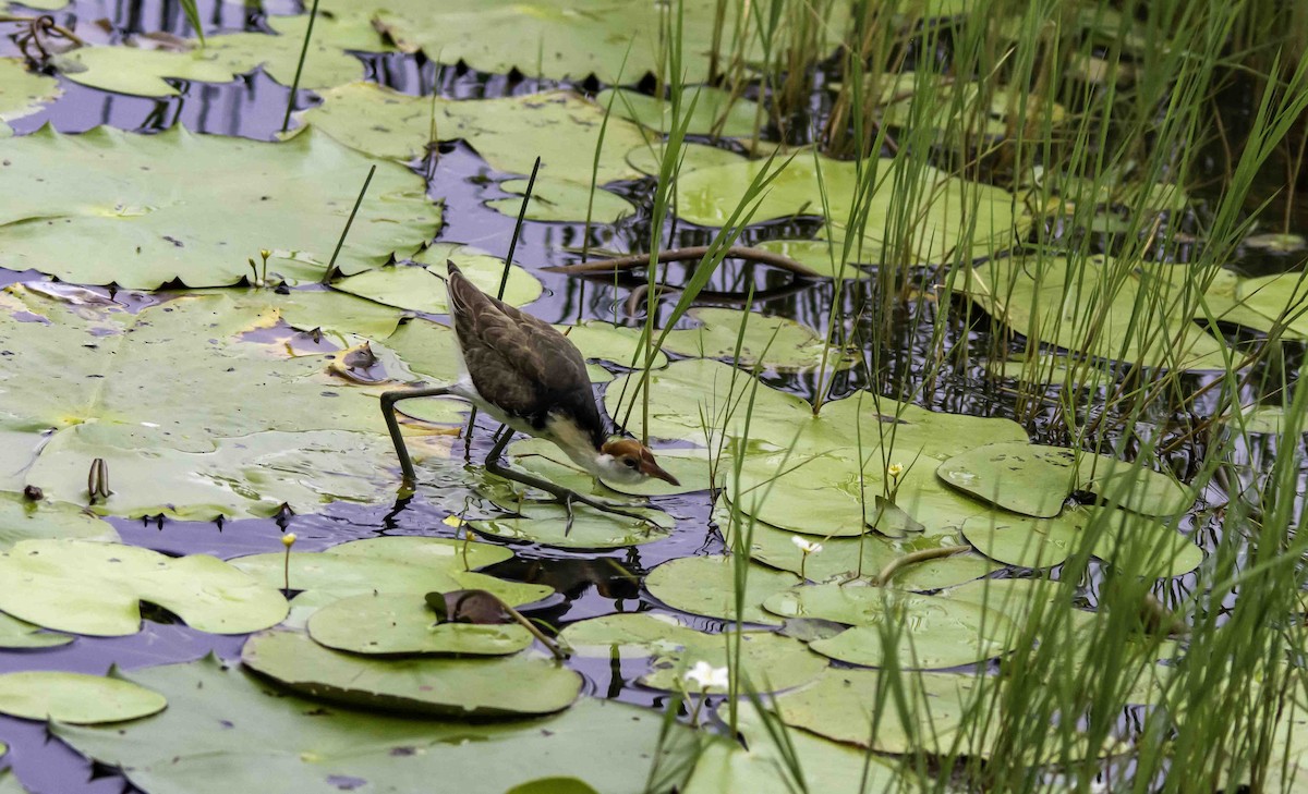 Comb-crested Jacana - Rebel Warren and David Parsons