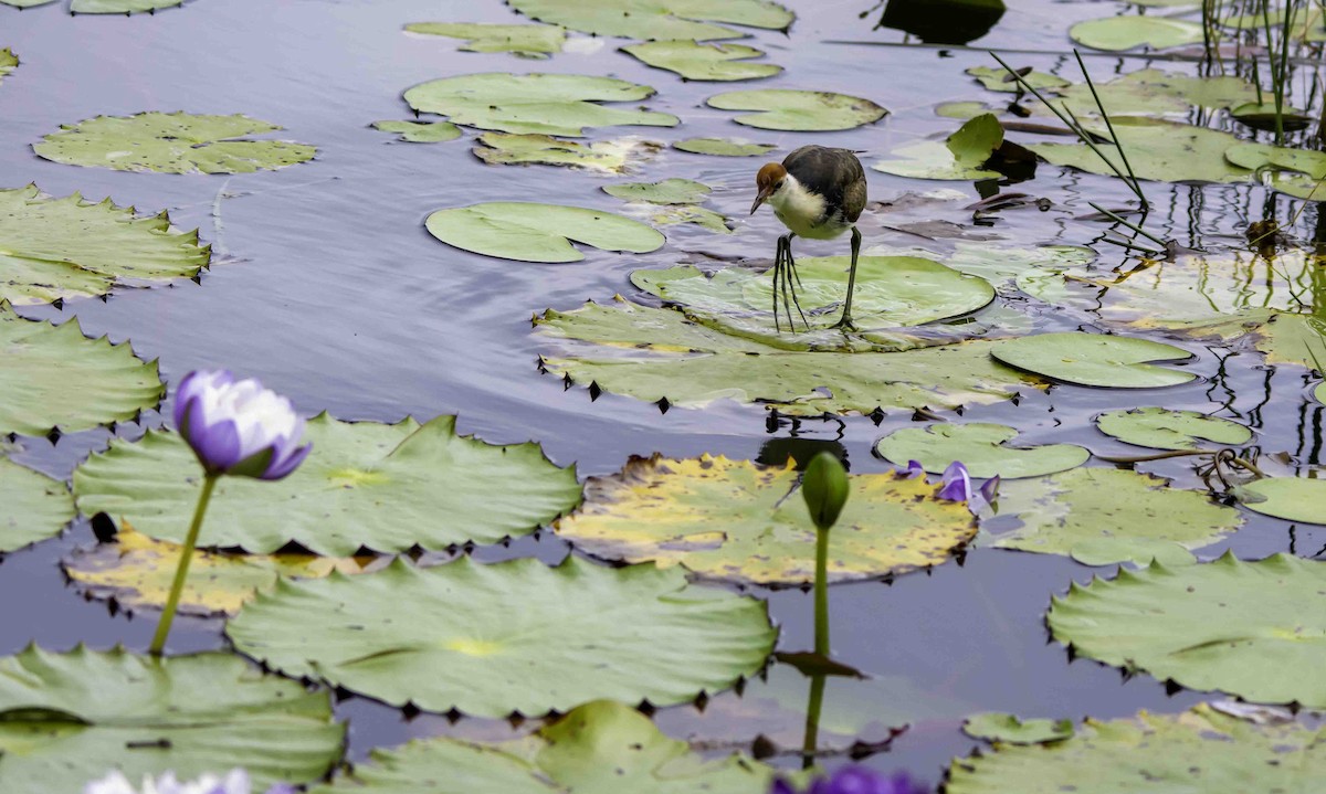 Comb-crested Jacana - ML617297348