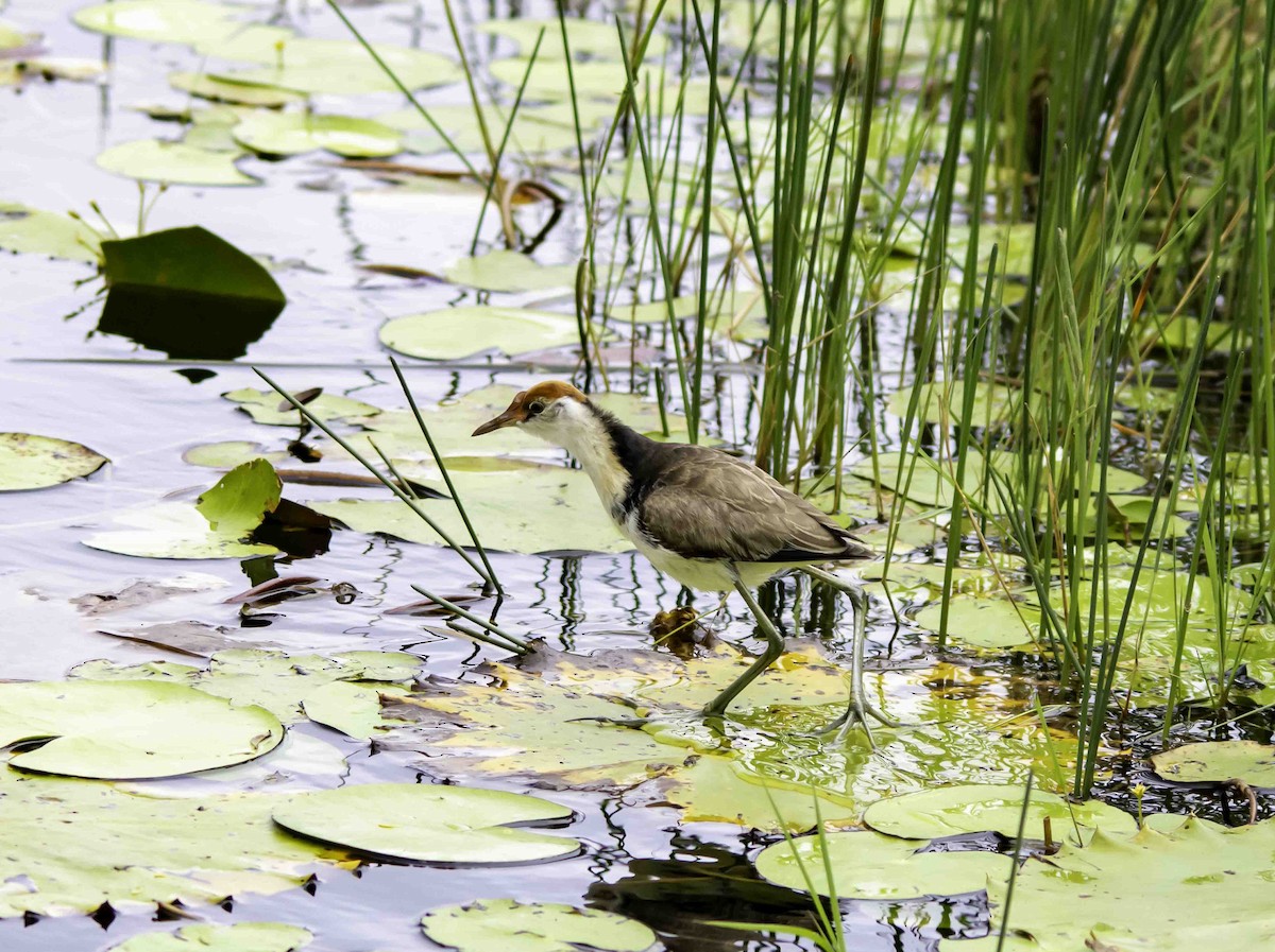 Jacana à crête - ML617297349