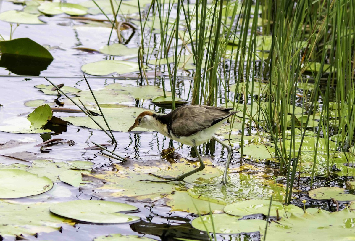 Jacana à crête - ML617297351