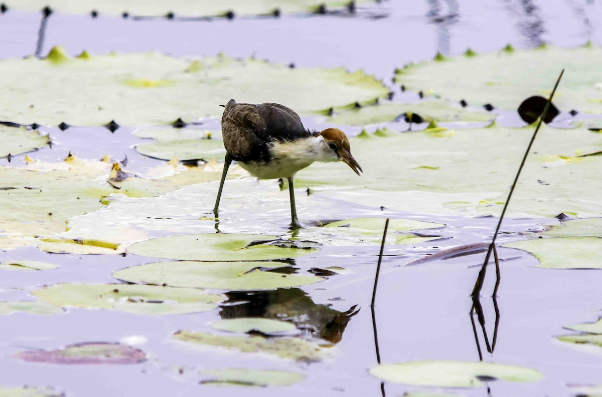 Comb-crested Jacana - ML617297352