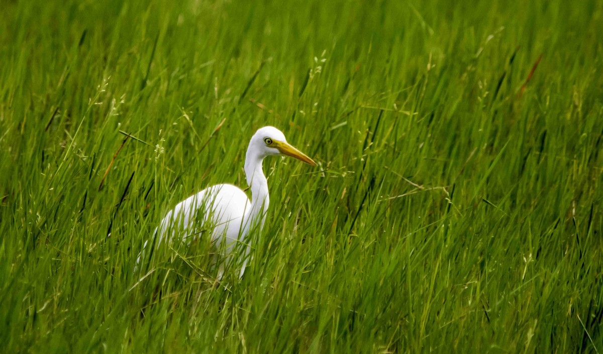 Plumed Egret - ML617297366