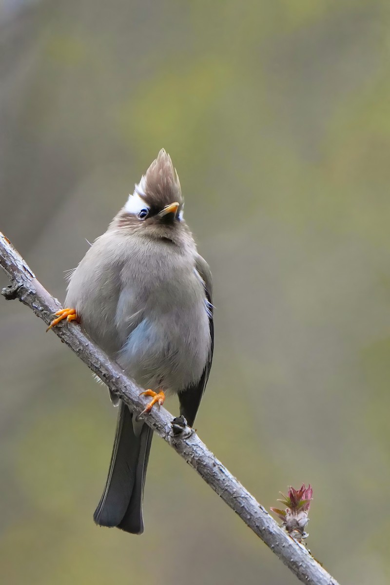 White-collared Yuhina - ML617297370