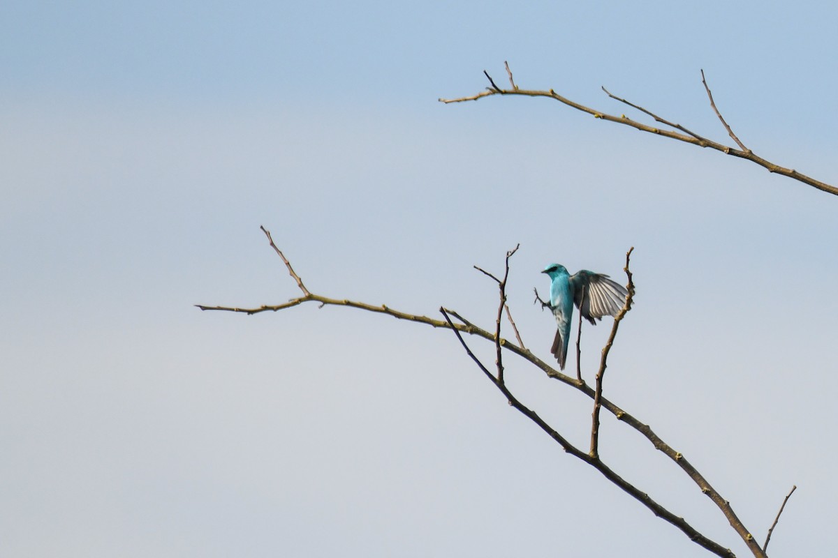 Verditer Flycatcher - ML617297389