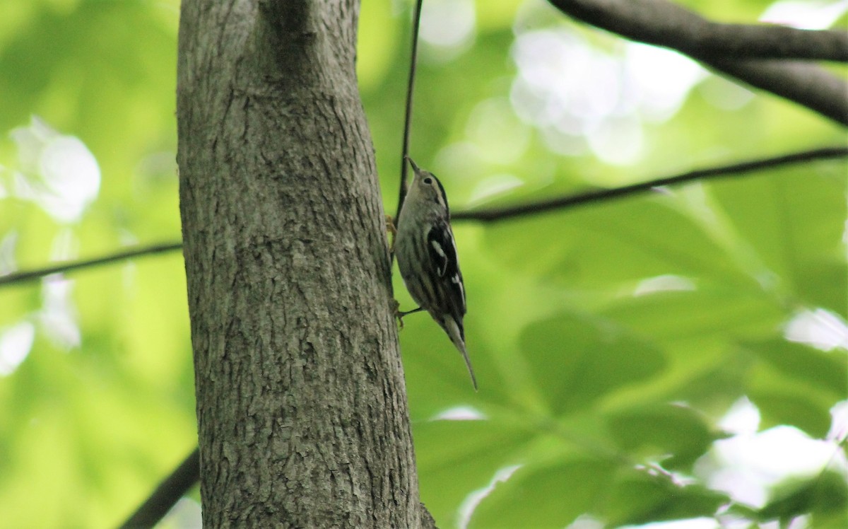Black-and-white Warbler - ML617297405