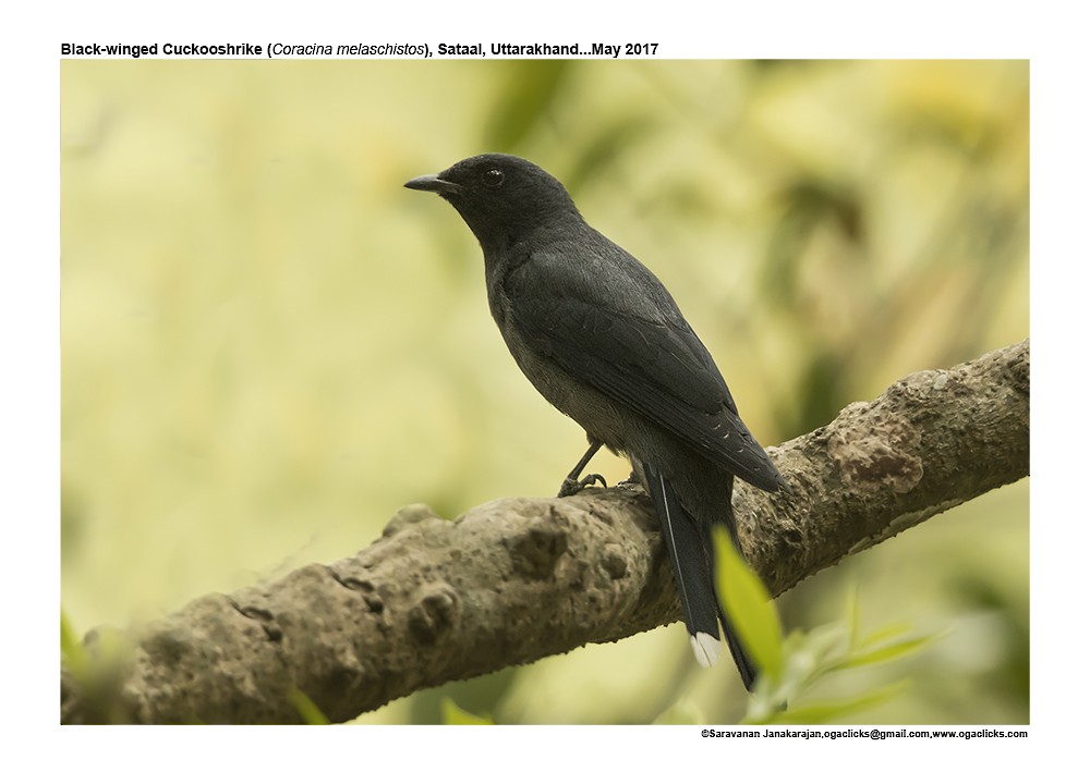 Black-winged Cuckooshrike - ML617297423