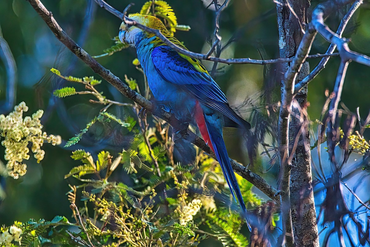 Pale-headed Rosella - ML617297432