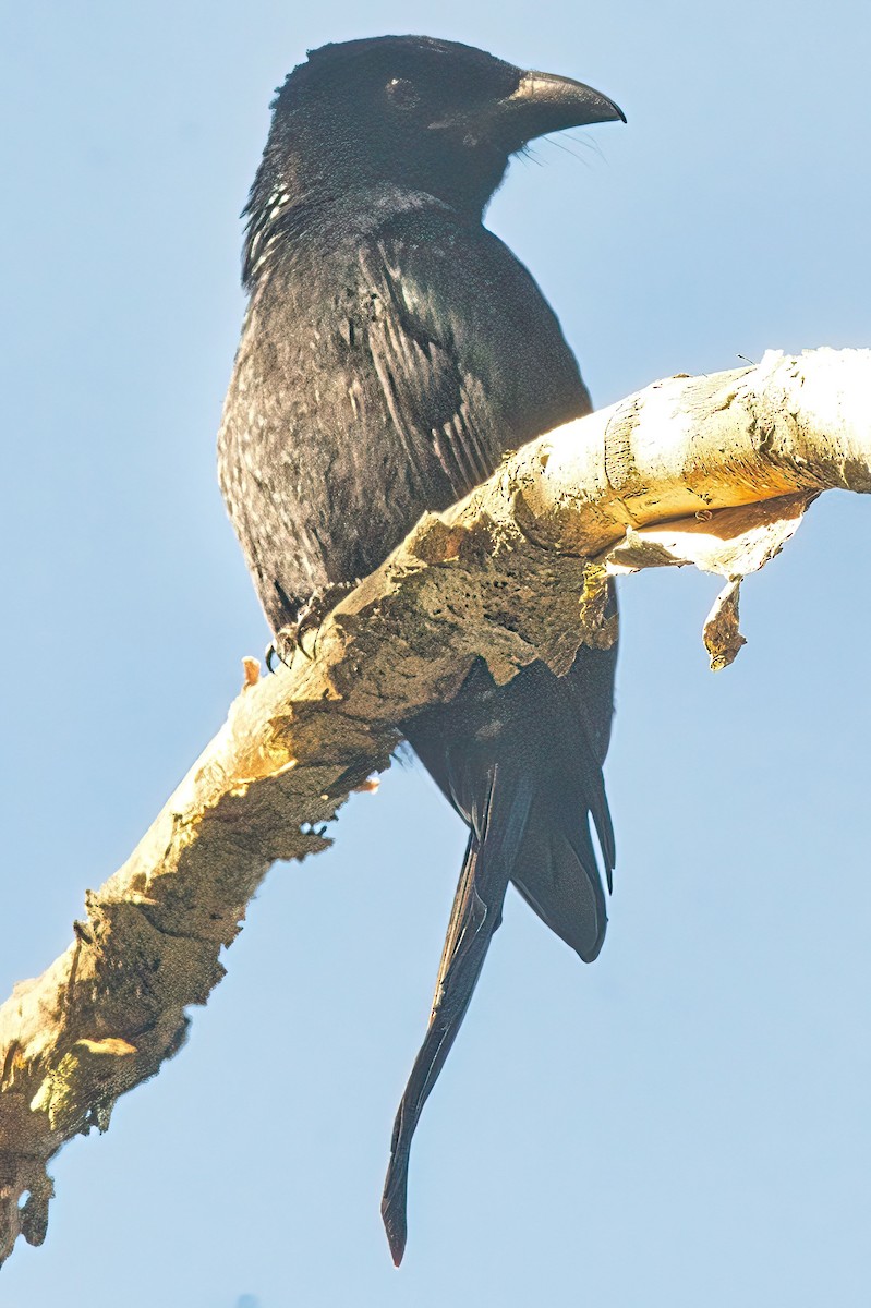 Glanzfleckdrongo - ML617297494