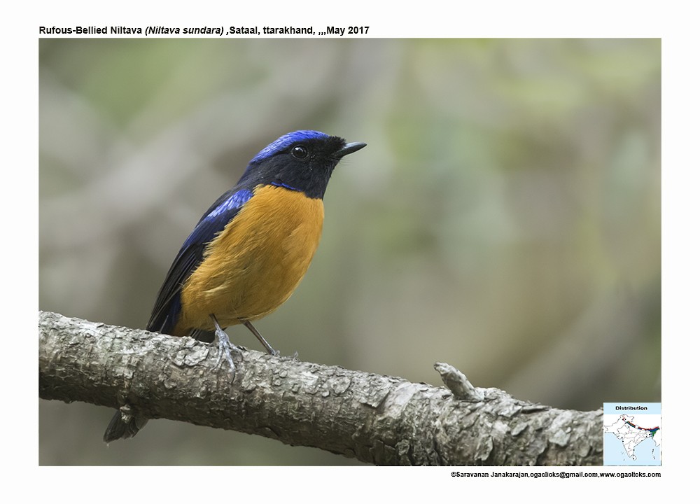 Rufous-bellied Niltava - ML617297504