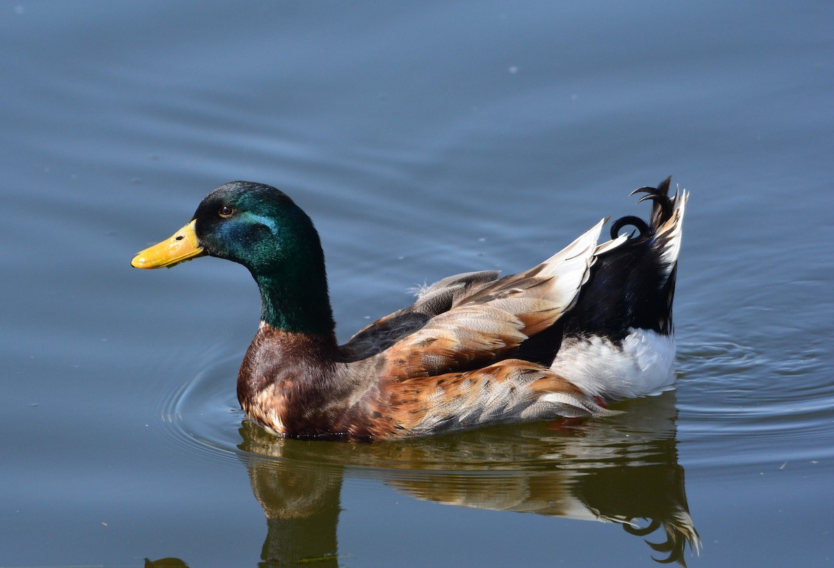 Mallard - ML617297517