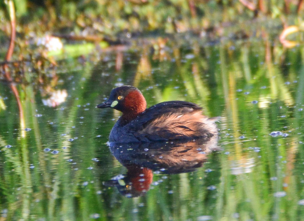 Little Grebe - ML617297524