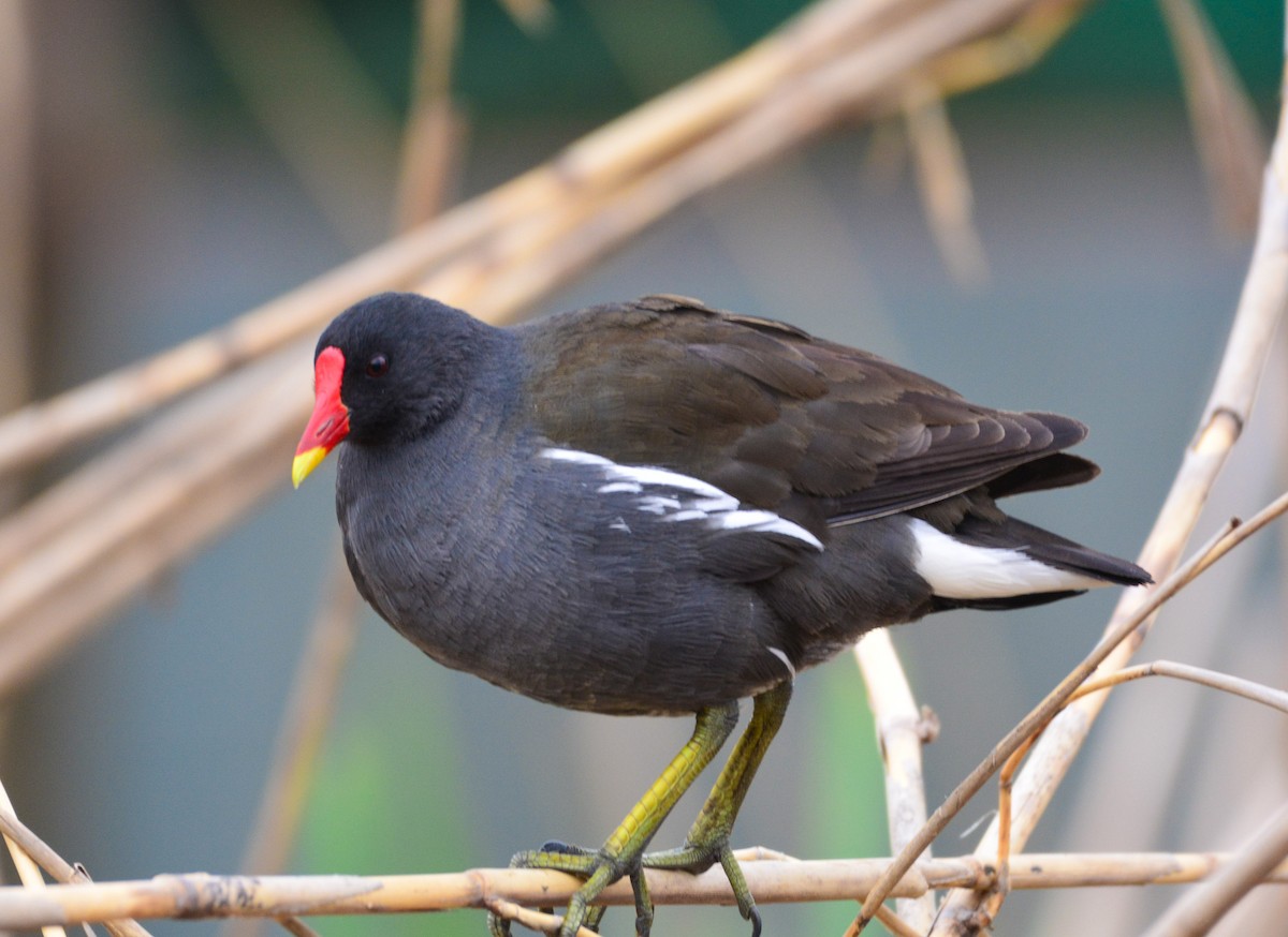 Eurasian Moorhen - ML617297532