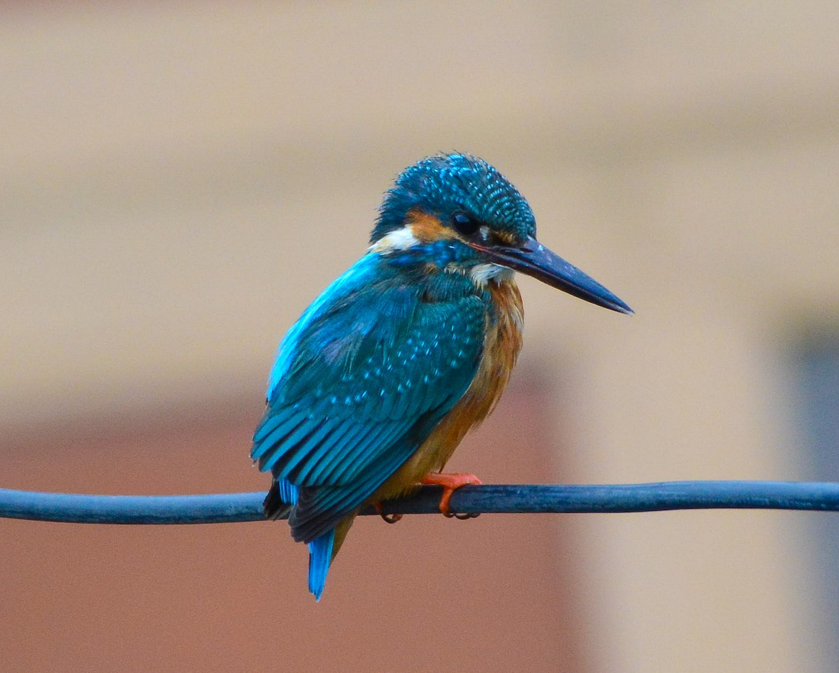 Common Kingfisher - ML617297538