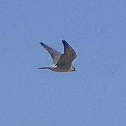 Peregrine Falcon - ML617297540