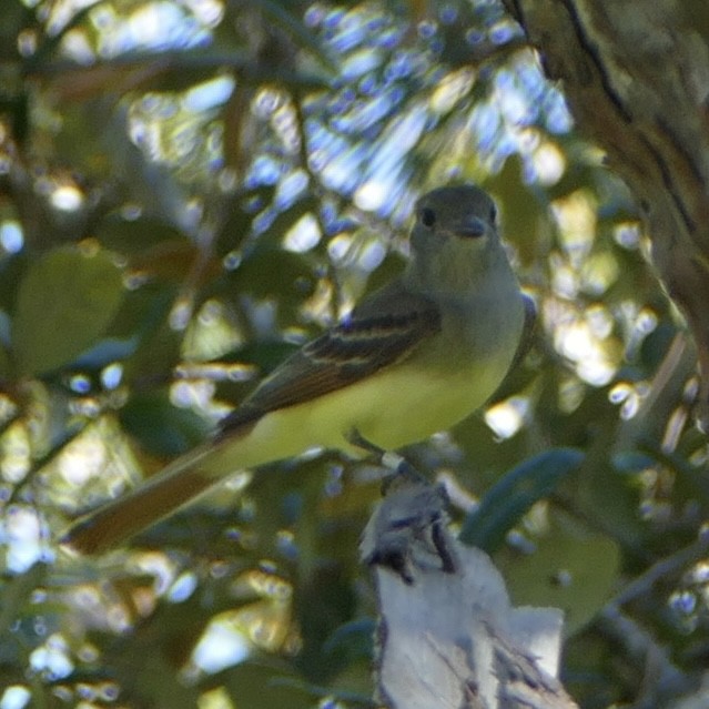 Great Crested Flycatcher - ML617297551