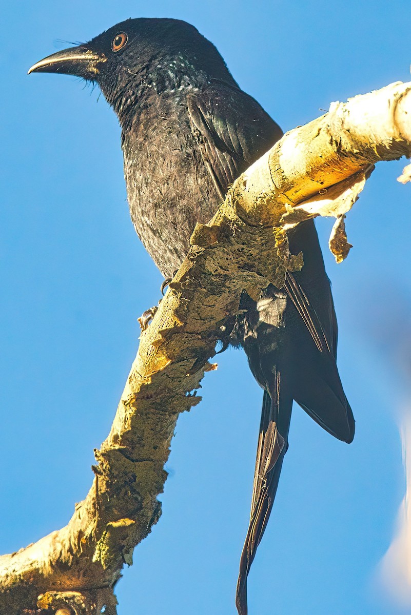 Glanzfleckdrongo - ML617297554