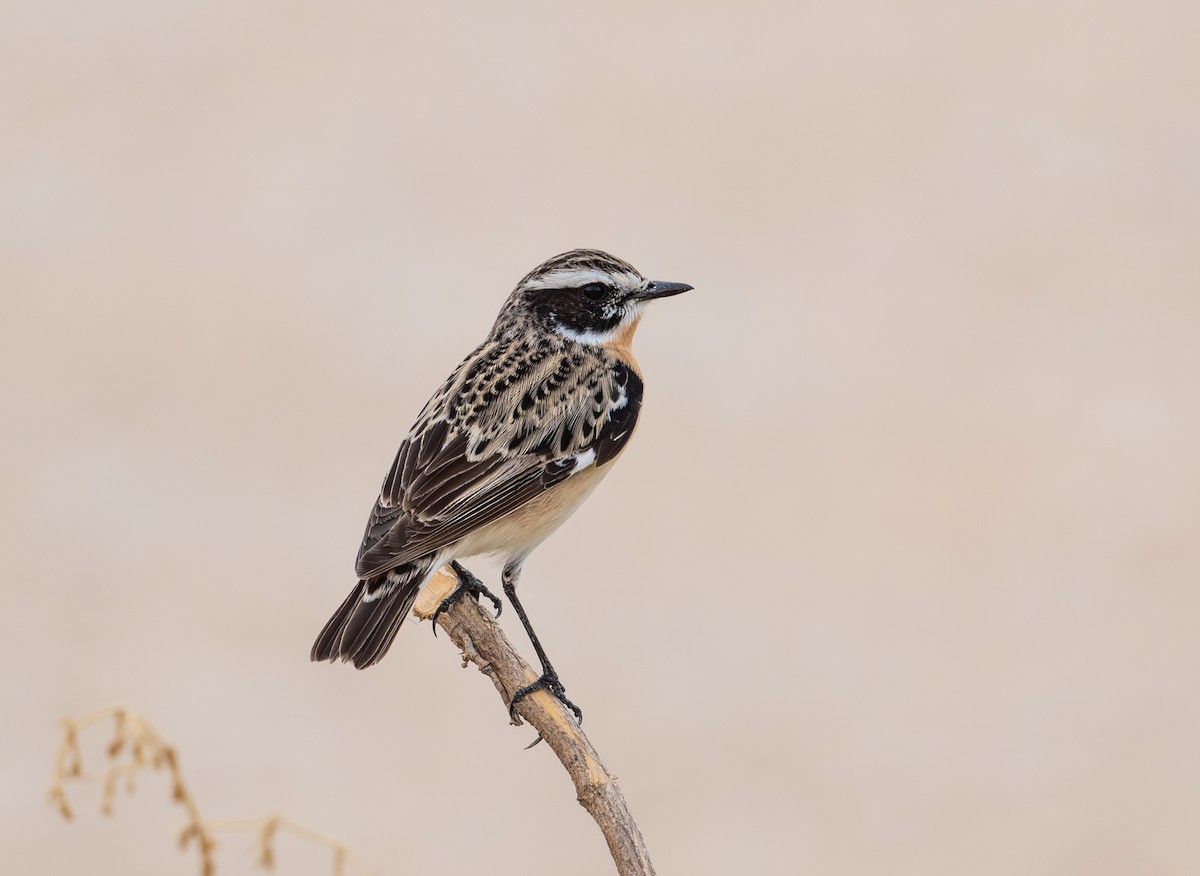 Whinchat - ML617297565