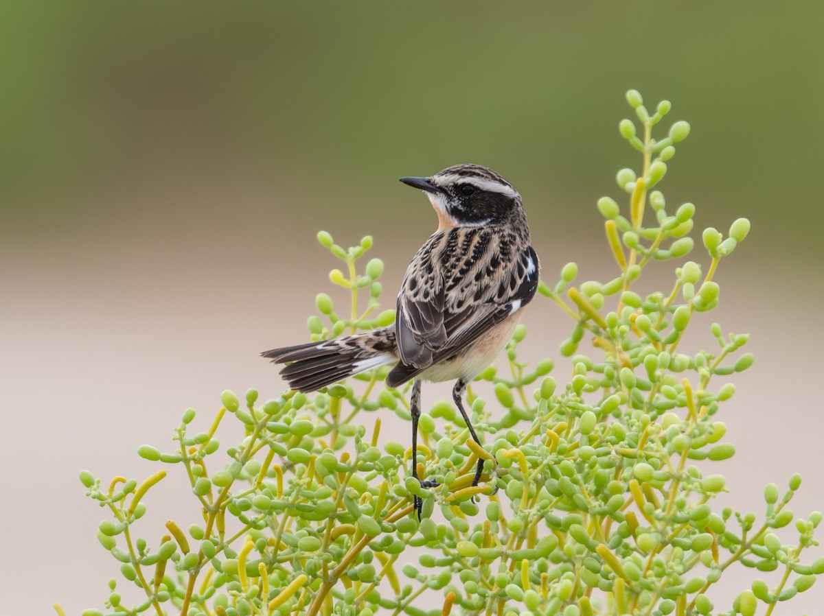 Whinchat - ML617297566