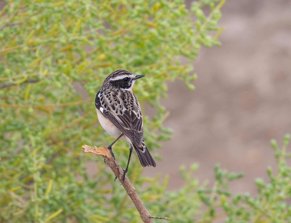 Whinchat - ML617297567