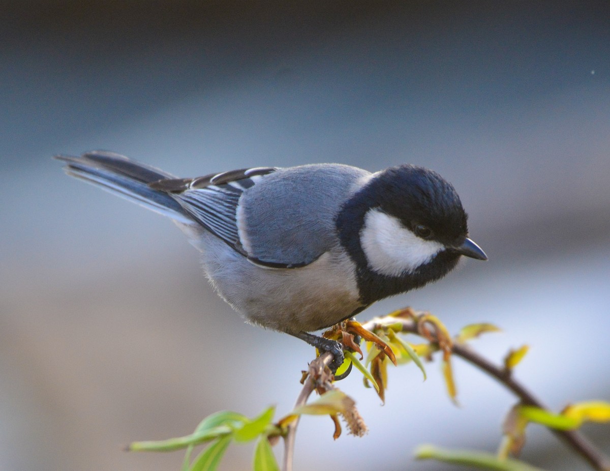 Cinereous Tit - ML617297577