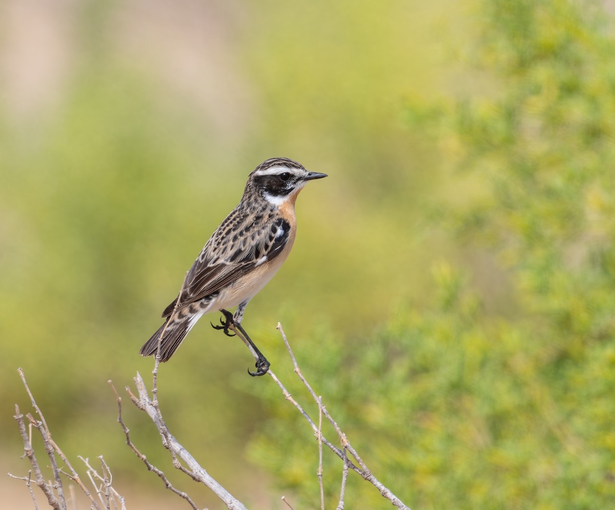 Whinchat - ML617297580