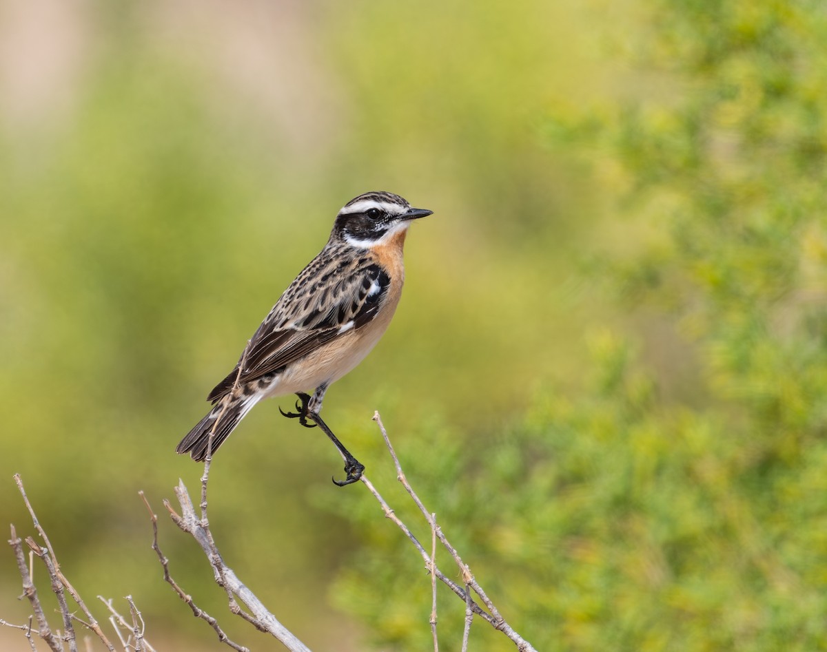 Whinchat - ML617297581