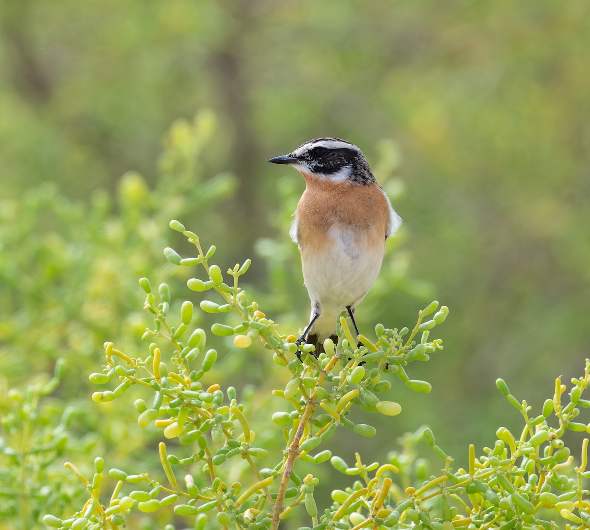 Whinchat - ML617297582