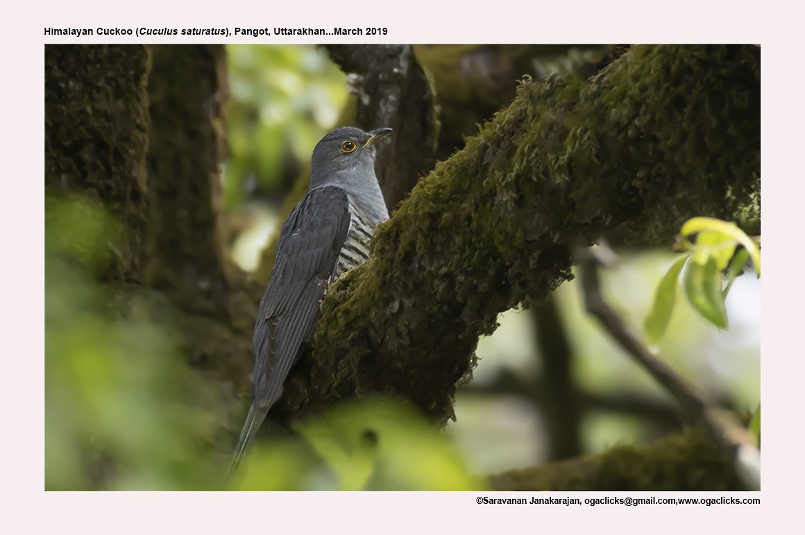 Himalayan Cuckoo - ML617297583