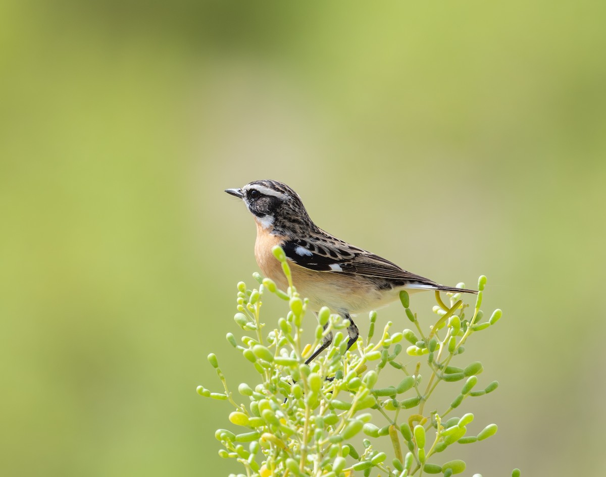 Whinchat - ML617297584