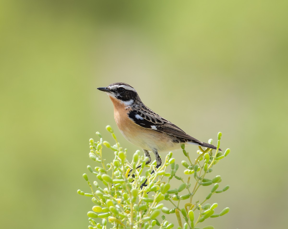 Whinchat - ML617297585