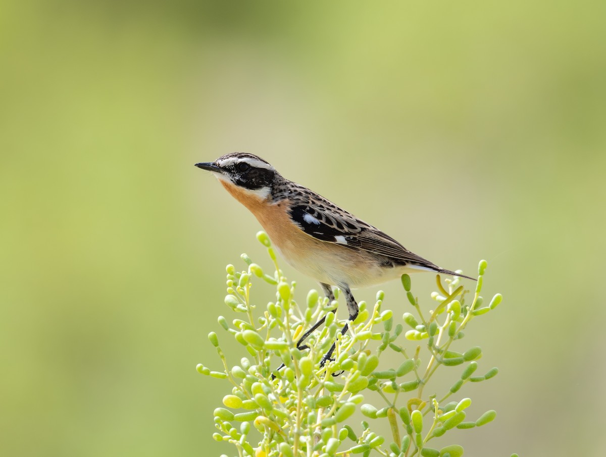Whinchat - ML617297586