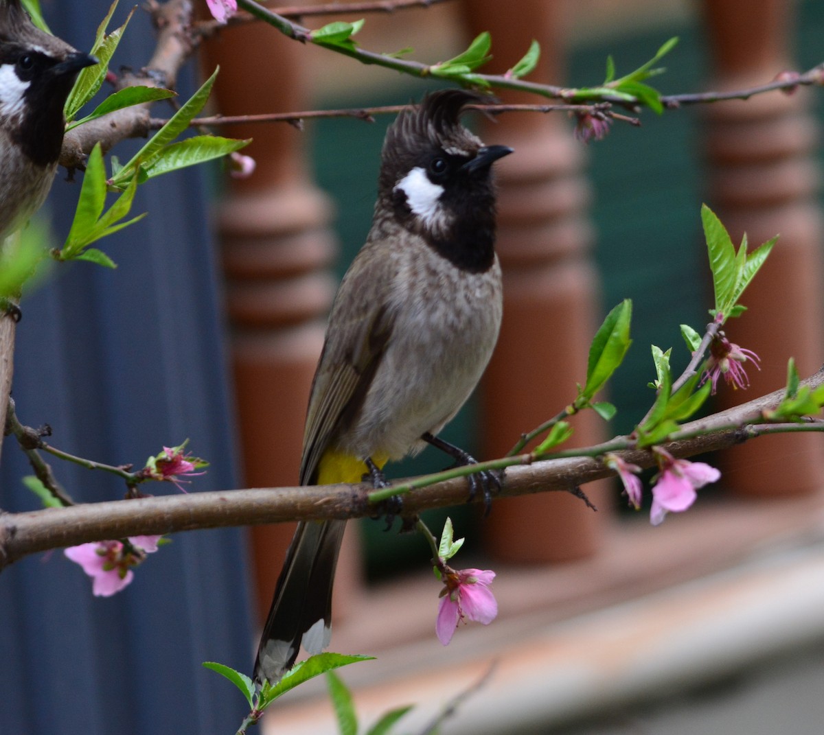 Himalayan Bulbul - SWARUP SAHA