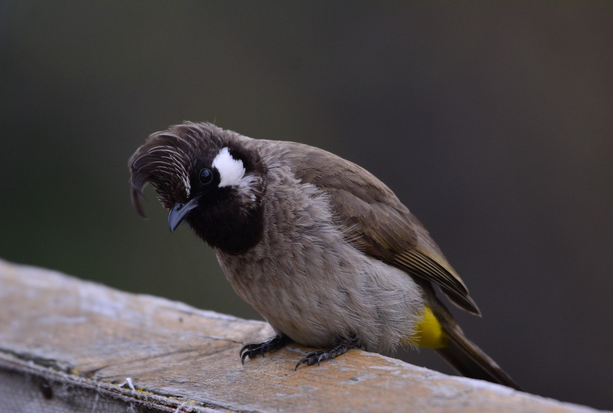 Himalayan Bulbul - ML617297596