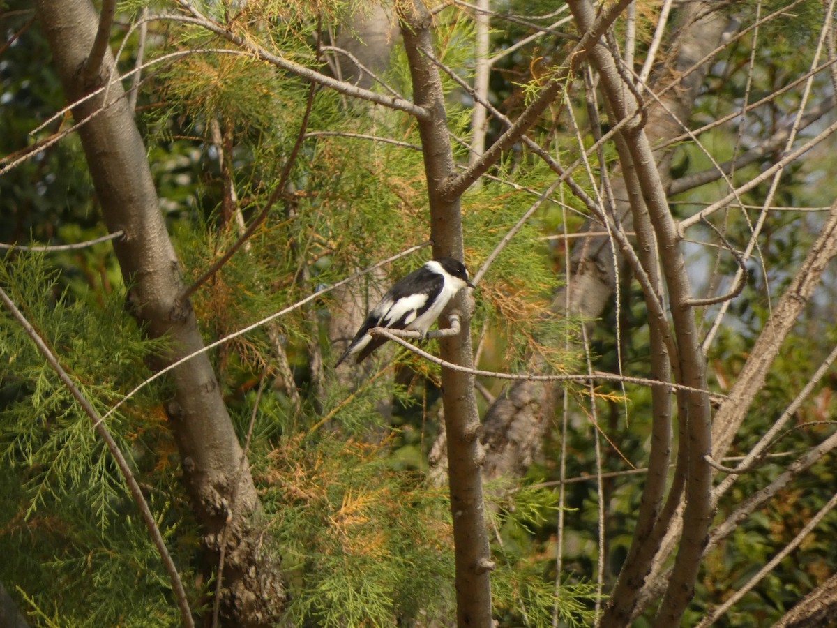 Collared Flycatcher - ML617297604