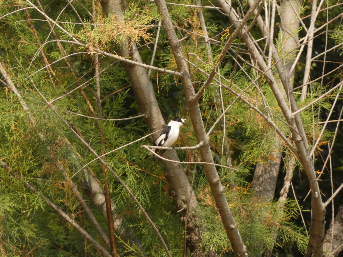 Collared Flycatcher - ML617297606