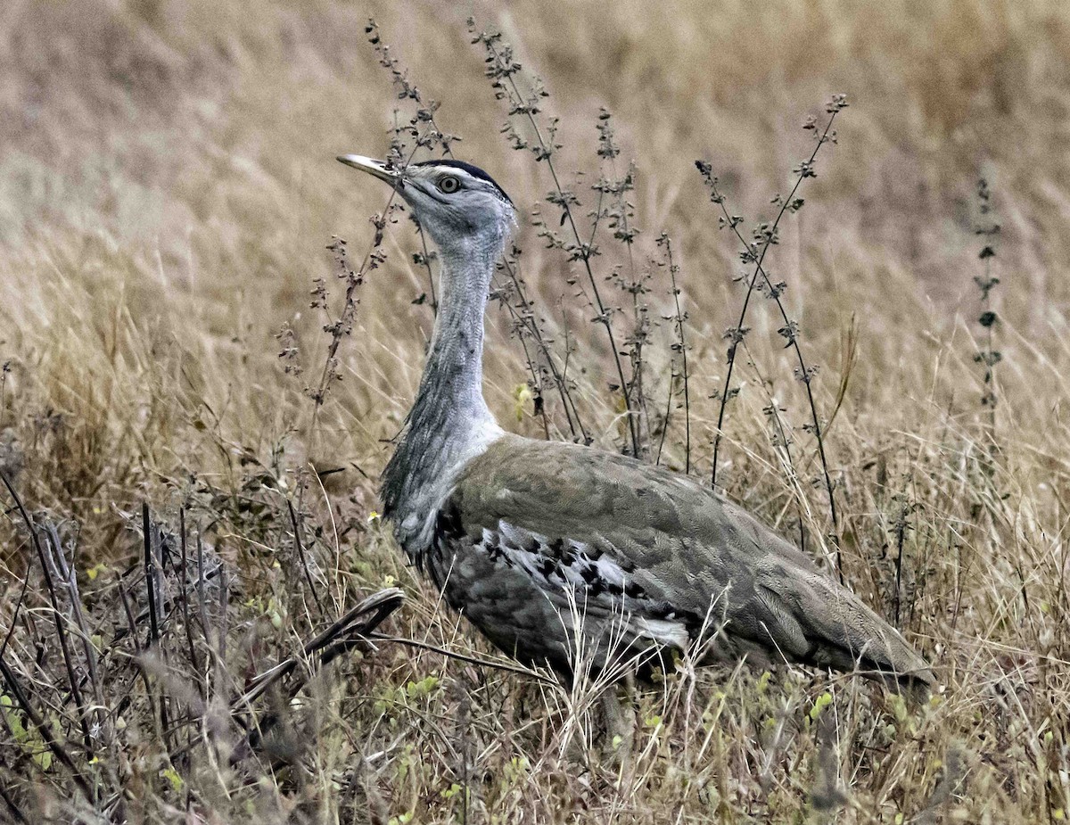 Australian Bustard - ML617297611