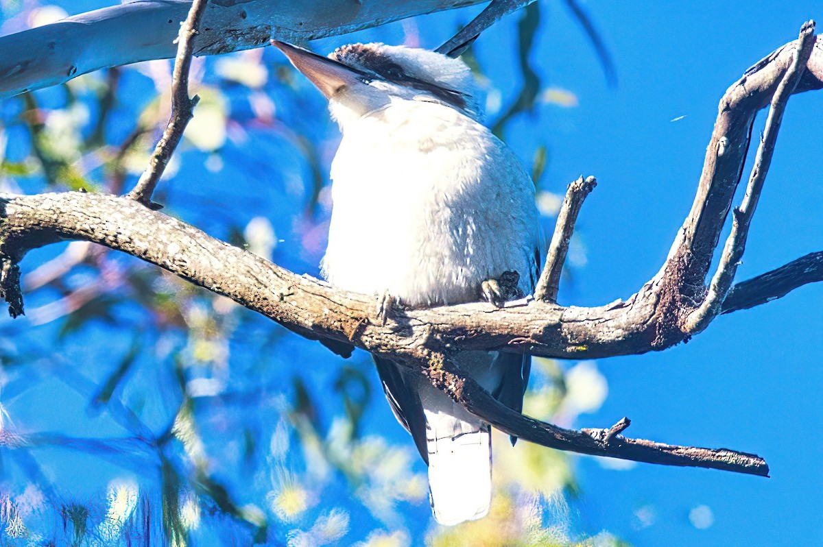 Laughing Kookaburra - ML617297614