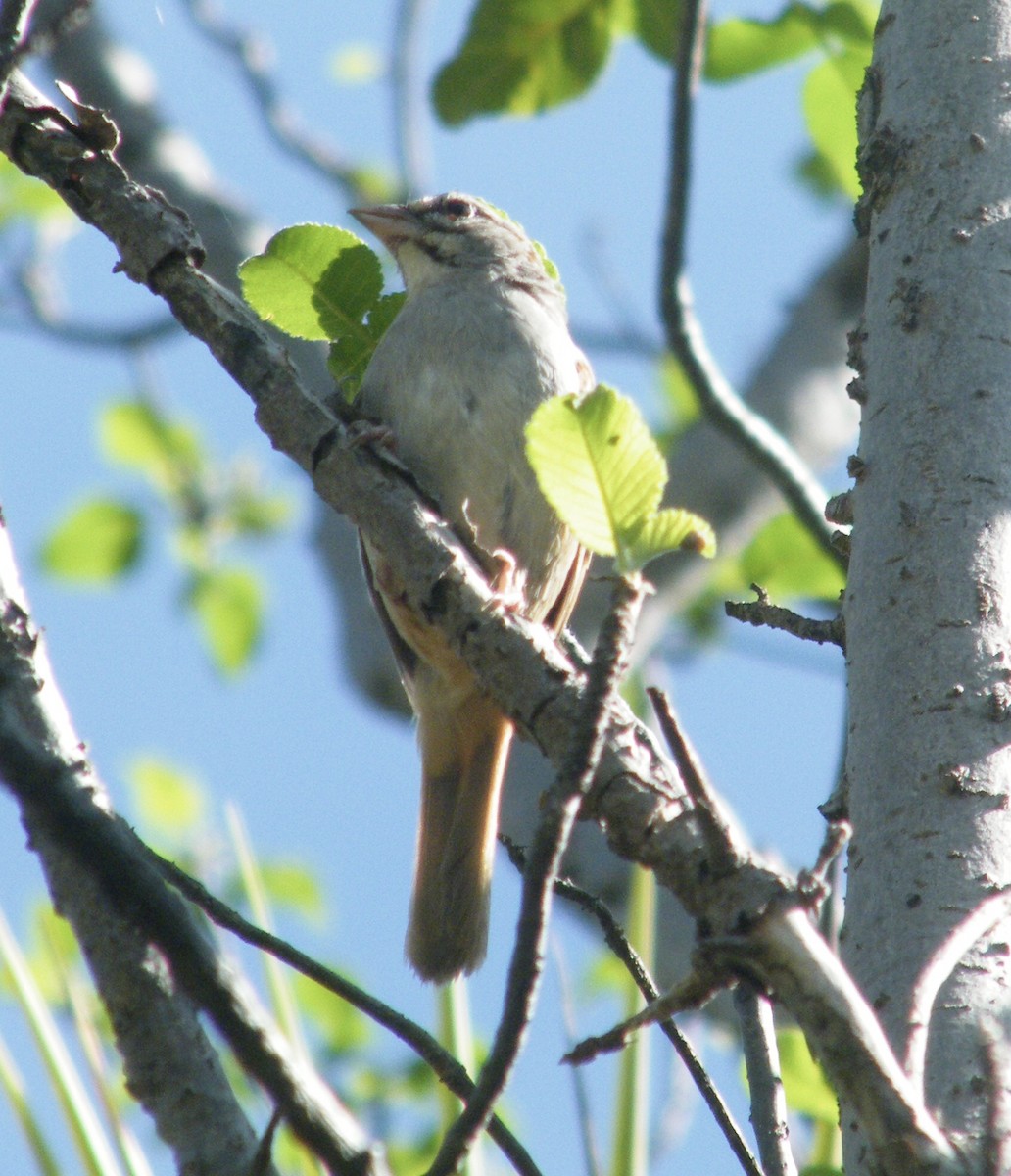Cinnamon-tailed Sparrow - ML617297620