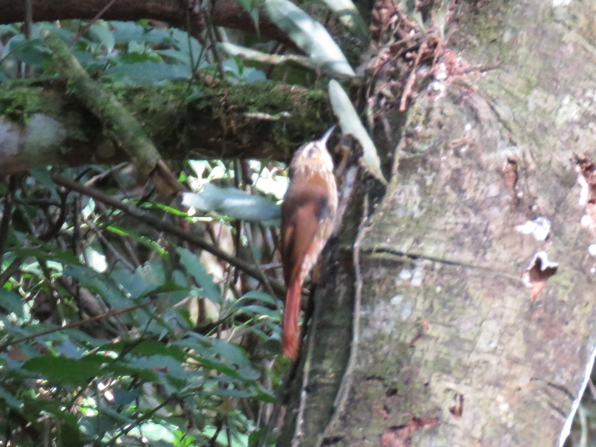 Scalloped Woodcreeper - ML617297643