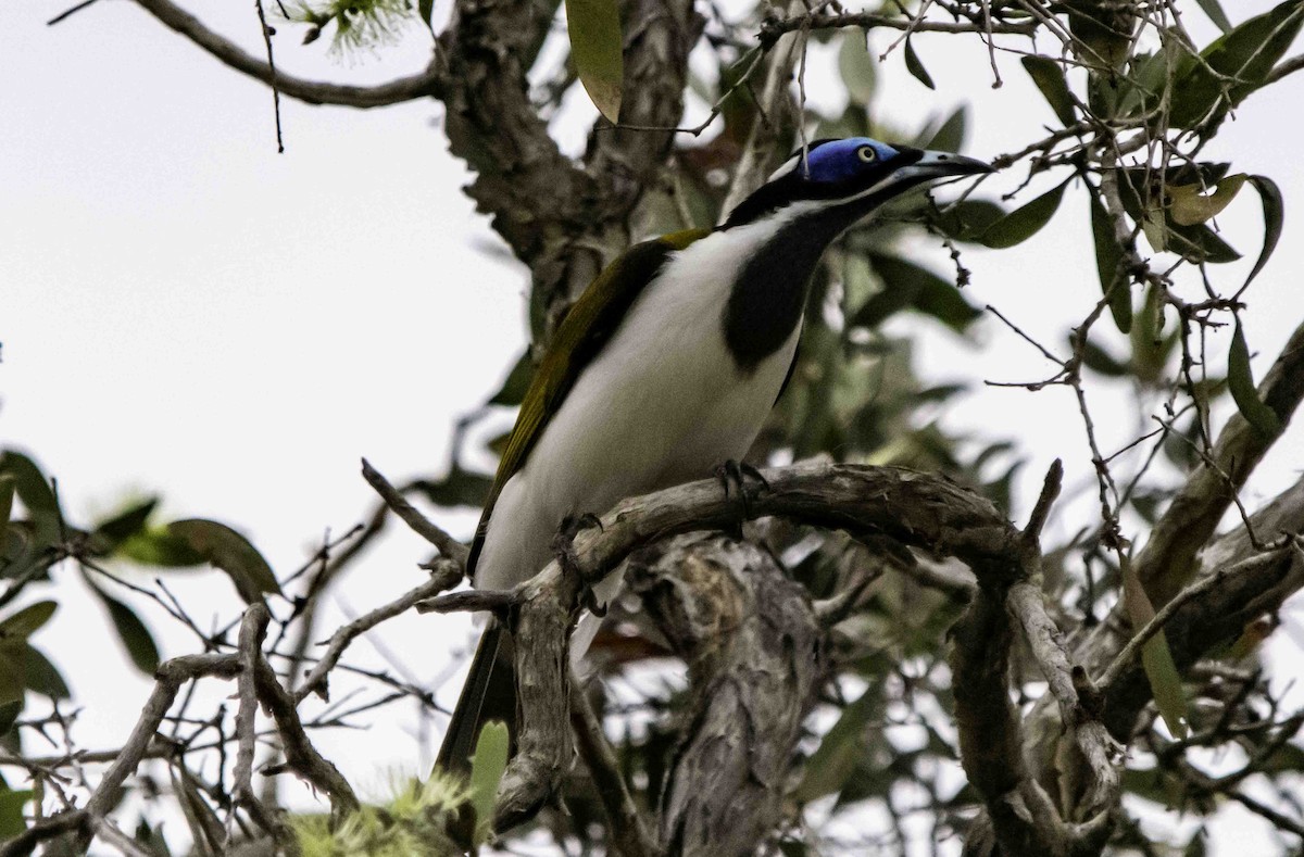 Blue-faced Honeyeater - ML617297661